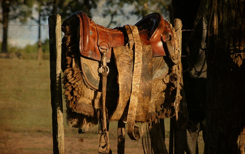 Cavalo crioulo zaino. - Arte Campeira