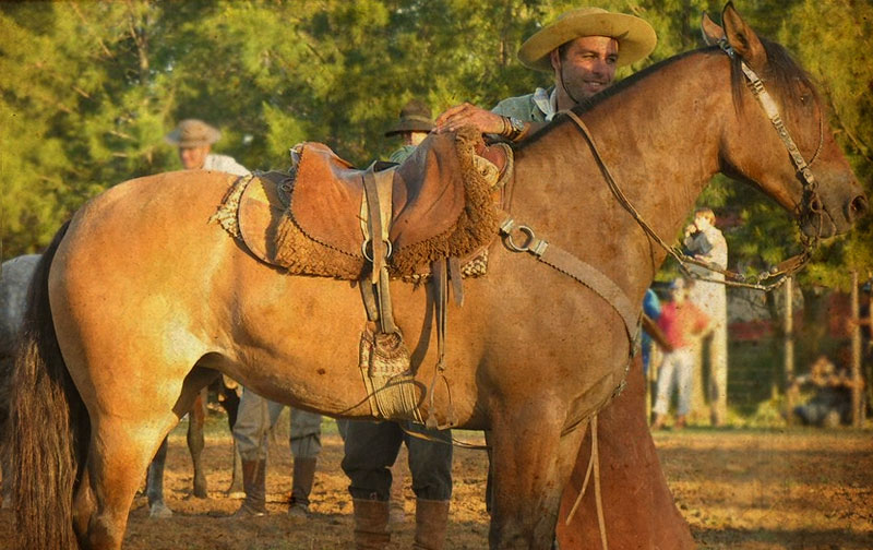 Cavalo crioulo zaino. - Arte Campeira