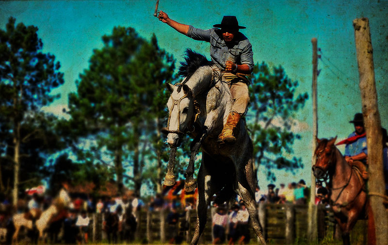 Cavalo crioulo zaino. - Arte Campeira